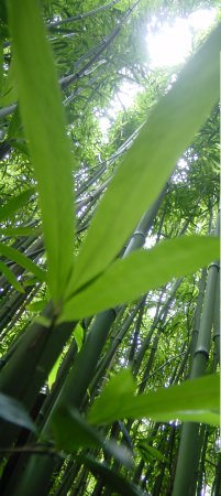 Bamboo