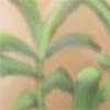 Bamboo Still Life