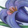 Blue Lily