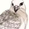 Gyrfalcon Sketches