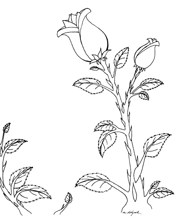 � A.Holyoak